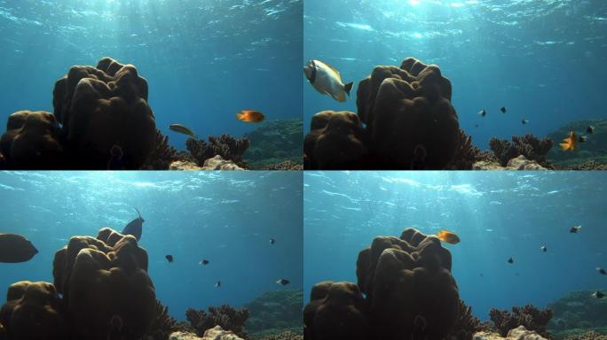 珊瑚礁上的生活。珊瑚鱼。