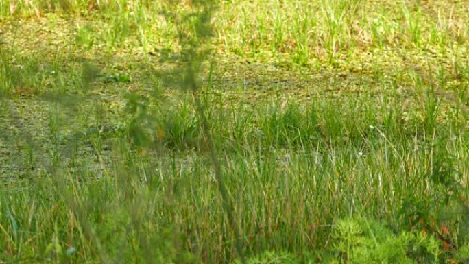 在甘博亚的巴拿马沼泽中看到老虎苍鹭