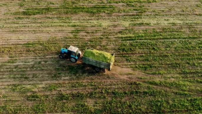 拖车里有青贮饲料的拖拉机骑在乡下刚割的玉米田上