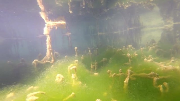 藻类，超现实海床湖底湿地水藻