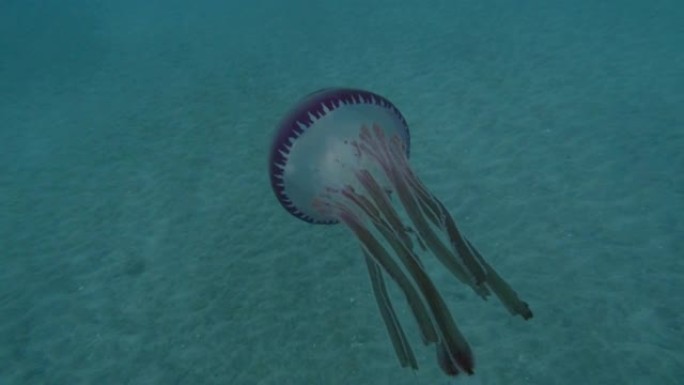 糙皮紫色水母 (Thysanostoma loriferum) 在蓝色的水中游泳。特写，水下拍摄，埃