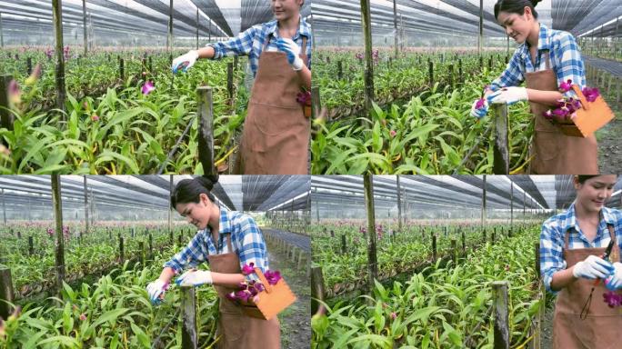 园丁兰花亚洲女人选择最好的兰花出口销售给客户。
