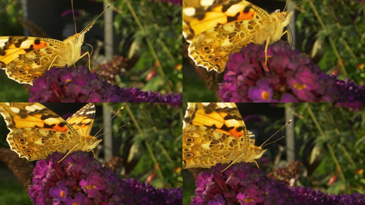 聚焦镜头的帝王蝶和离焦镜头的植物在背景