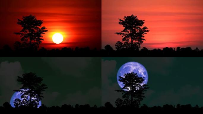 夕阳红色的天空和超级蓝色的月亮升起彩虹云和剪影单树