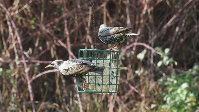 两种常见的八哥 (Sturnus vulgaris)