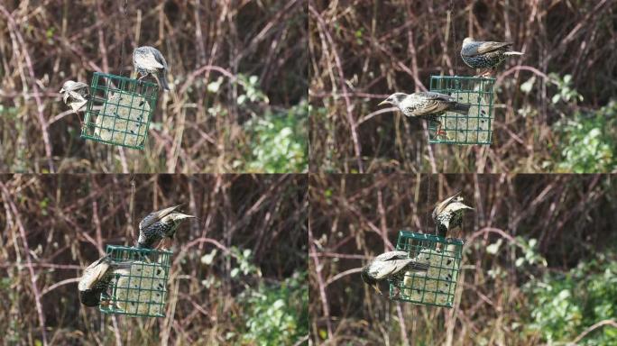 两种常见的八哥 (Sturnus vulgaris)