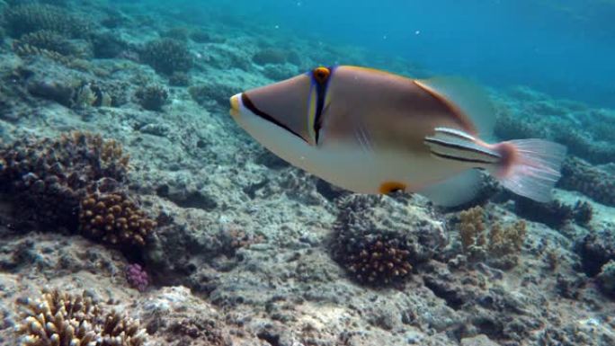毕加索金鱼鱼 (Rhinecanthus aculeatus)，珊瑚礁上的珊瑚鱼。