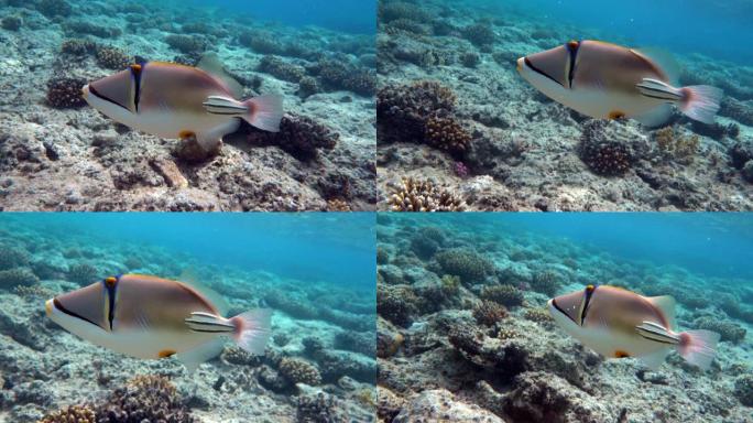 毕加索金鱼鱼 (Rhinecanthus aculeatus)，珊瑚礁上的珊瑚鱼。