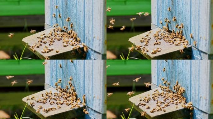 蜜蜂进入波兰夏季花园蜂箱的特写镜头