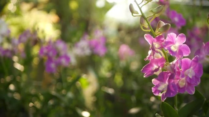 美丽的丁香紫色和洋红色兰花生长在绿色公园的模糊背景上。在阳光明媚的光线中关闭春天花园中的宏观热带花瓣