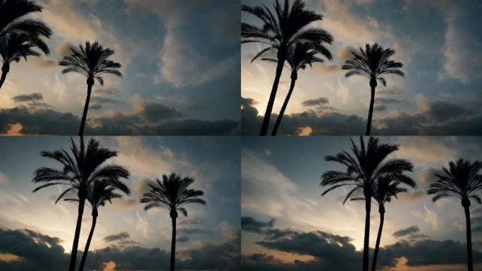 日出时棕榈树的轮廓