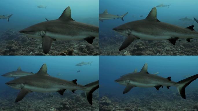 太平洋上的鲨鱼。水下生活与灰鲨在海中的珊瑚礁附近游动。在清澈的水中潜水-4K