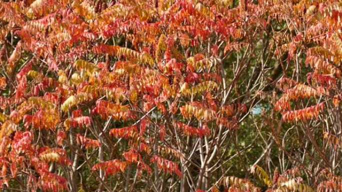 金鸟快速移动，秋天在红色树上漂流