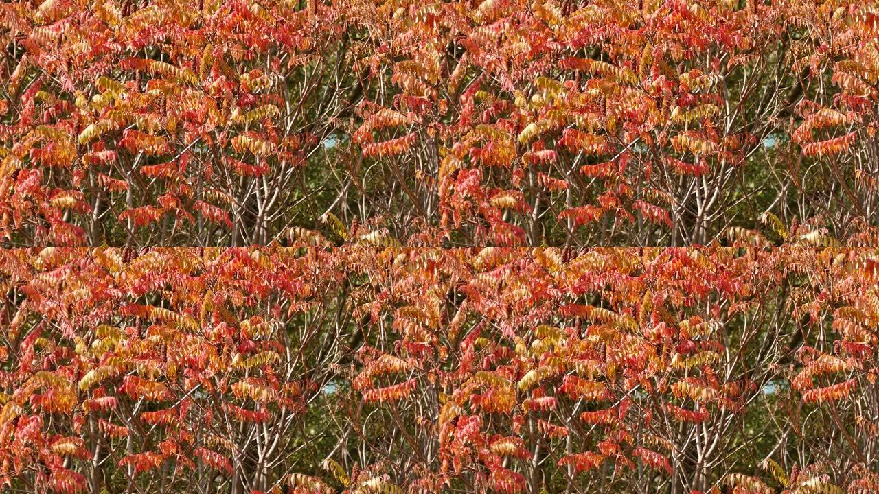 金鸟快速移动，秋天在红色树上漂流
