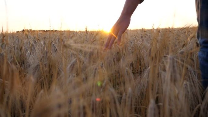 农学家的雄性手臂在草地上生长的成熟小麦上移动。年轻的农民走过大麦田，用手摸了摸金色的庄稼耳朵。背景下