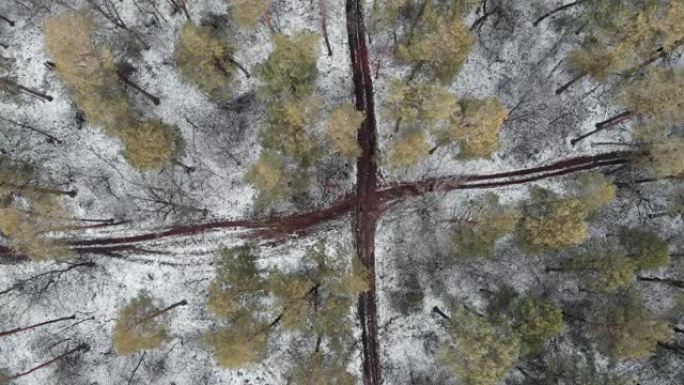 无人驾驶飞机在松树林周围旋转。美丽的松林景观。冬季公园，无人机俯视图