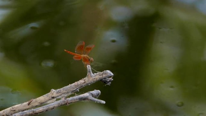 叶子上的蜻蜓叶子上的蜻蜓