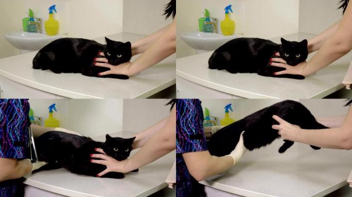 兽医正在诊所测量一只黑猫的体温。4K