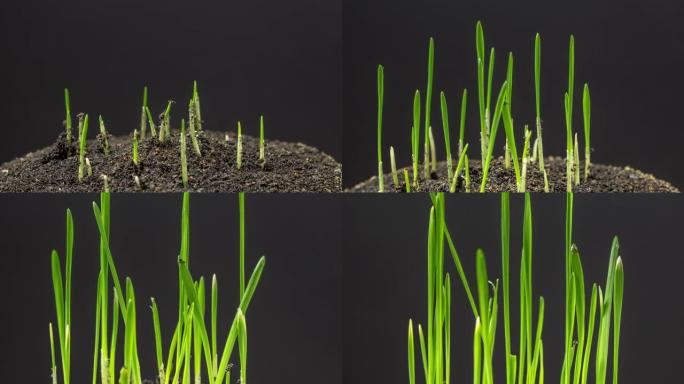 小麦在黑色背景下从地球生长和旋转，延时视频4k分辨率剪辑。