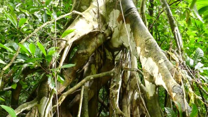 壮观的根部形成是大型热带树木的基础