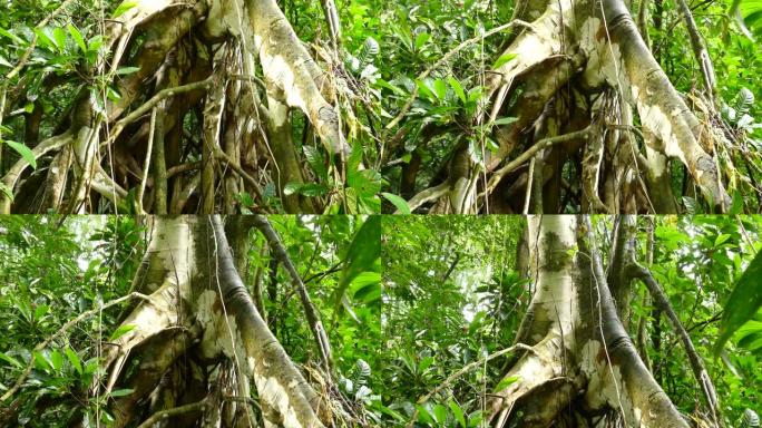 壮观的根部形成是大型热带树木的基础