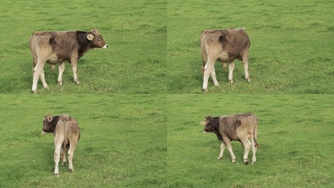 年轻的棕色白牛白天在绿色的草地上行走，慢动作