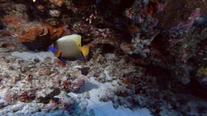 蓝面神仙鱼-Pomacanthus xanthometopepoon游泳附近的珊瑚礁，印度洋，马尔代