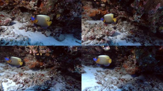 蓝面神仙鱼-Pomacanthus xanthometopepoon游泳附近的珊瑚礁，印度洋，马尔代