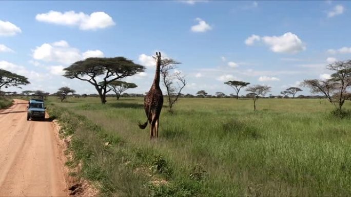 独自长颈鹿走过大草原。