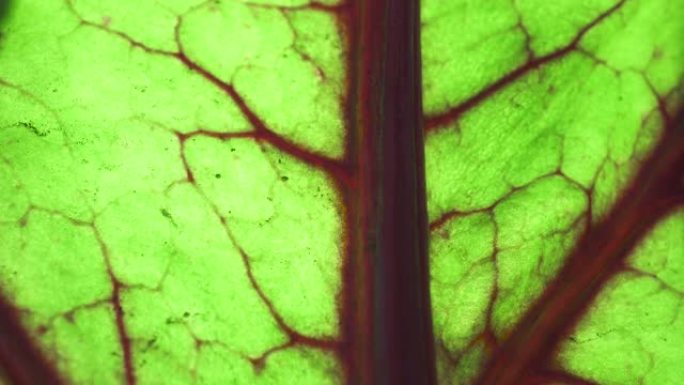绿叶有红色的脉。植物生命的概念。地球的绿色肺。