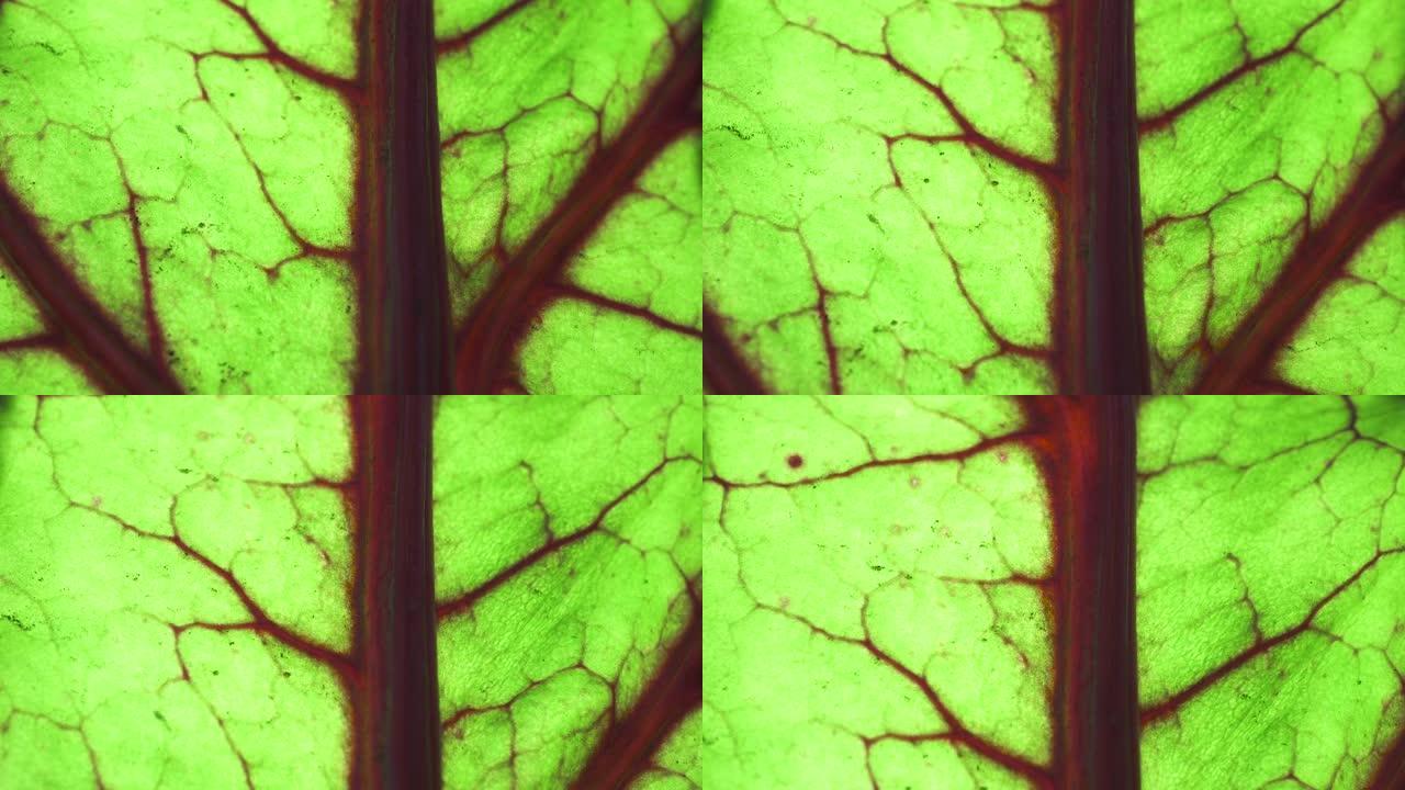 绿叶有红色的脉。植物生命的概念。地球的绿色肺。