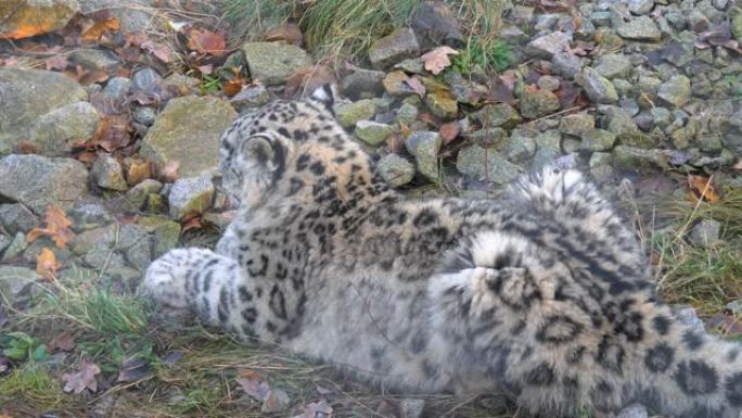 雪豹特写猎豹狩猎捕食野生动物生物