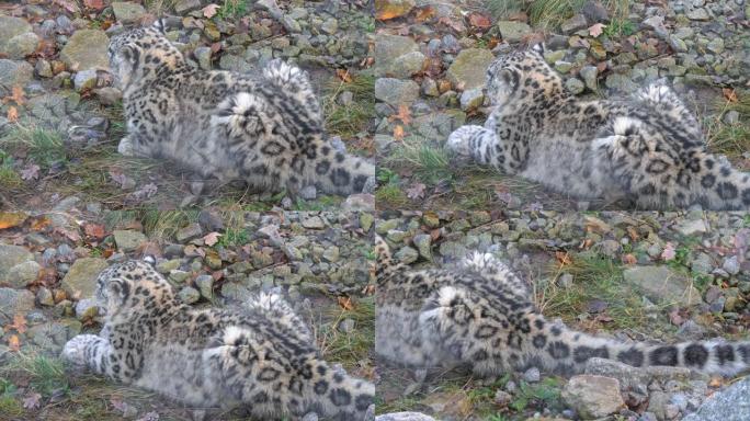 雪豹特写猎豹狩猎捕食野生动物生物