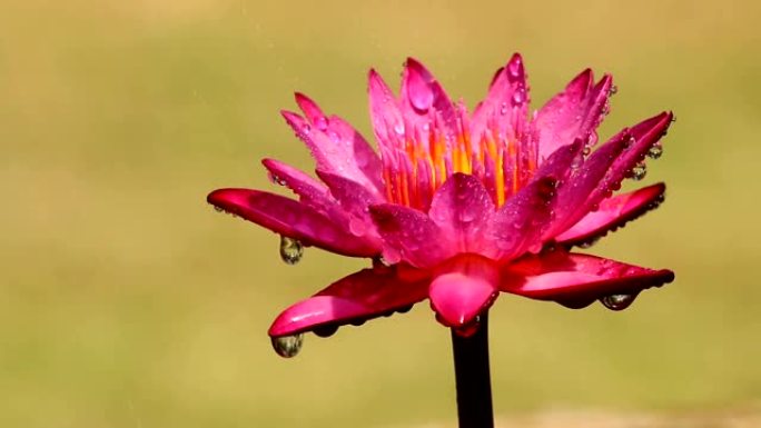 池塘里盛开的粉色莲花