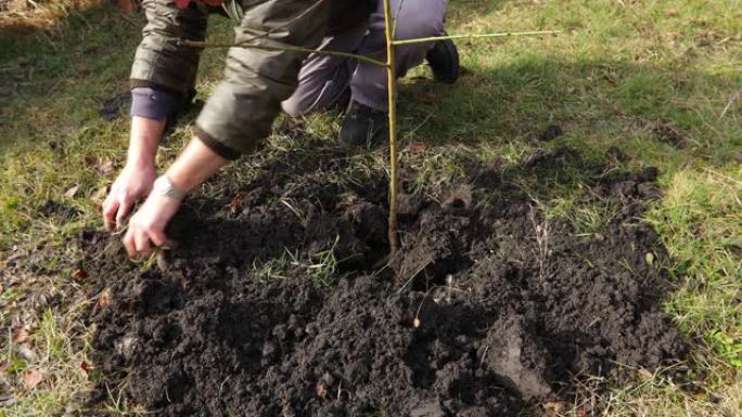 园丁徒手种着一棵果树