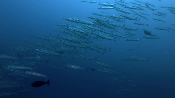 红齿金鱼群-Odonus niger在马尔代夫印度洋的蓝水中游泳
