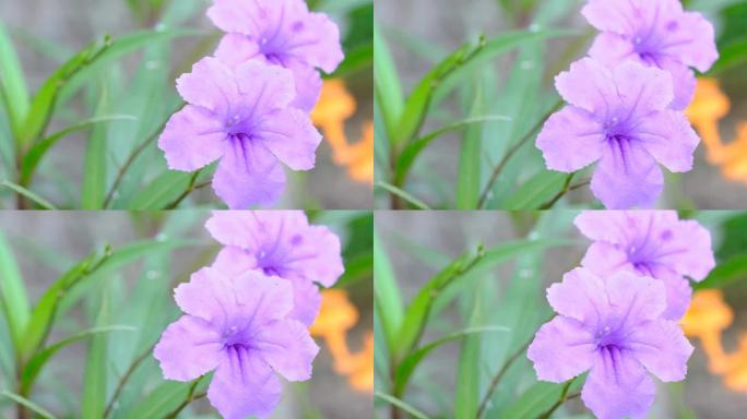 结节花,一种花那只野性的紫色。