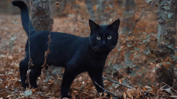 黑猫穿过树林，寻找一些东西。一只野猫。那只猫离家出走，迷路了。