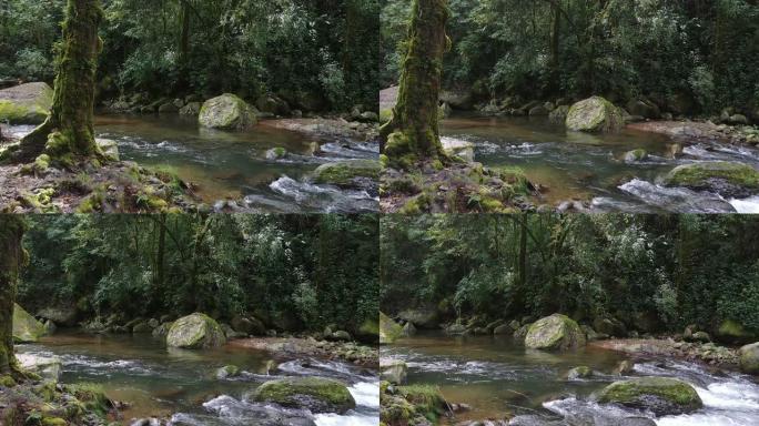 在哥斯达黎加的雨林中快速流动的茂密丛林河的侧面拍摄
