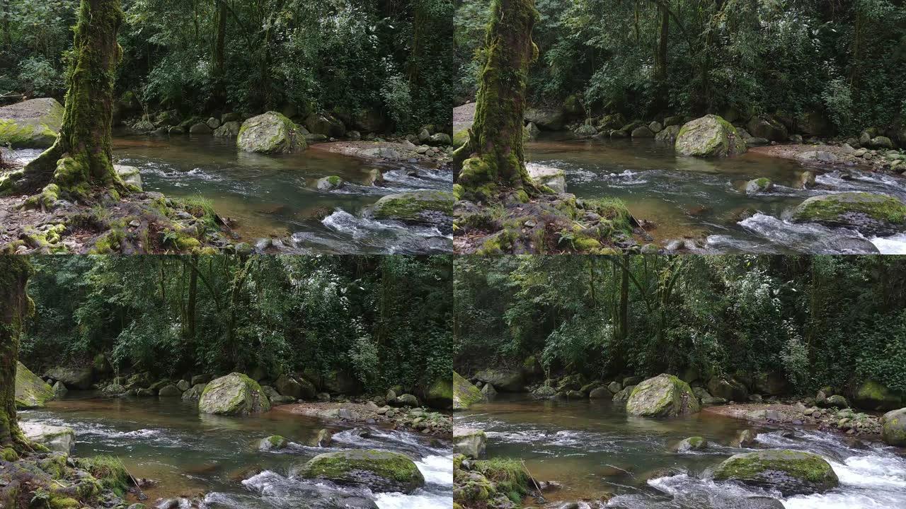 在哥斯达黎加的雨林中快速流动的茂密丛林河的侧面拍摄