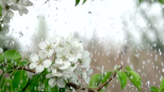 雨中有花的樱桃枝。特写。慢动作。水滴落在绿叶和白花上。特写。樱桃花春天盛开。