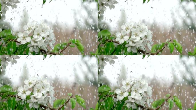 雨中有花的樱桃枝。特写。慢动作。水滴落在绿叶和白花上。特写。樱桃花春天盛开。