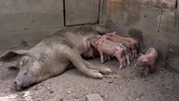 农场里以母猪喂养的新生仔猪