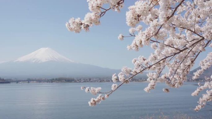 富士山美丽的欢快绽放
