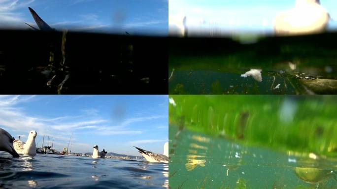 海中的海鸥野生动物保护生物生态飞翔飞鸟