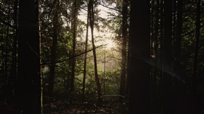 阳光透过林木发光森林树林日出日落