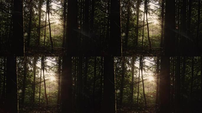 阳光透过林木发光森林树林日出日落
