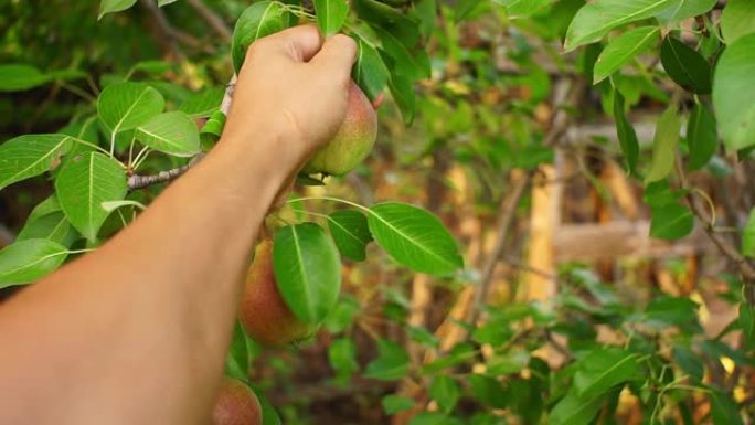 农夫的手正在收获梨。从树上采摘有机水果