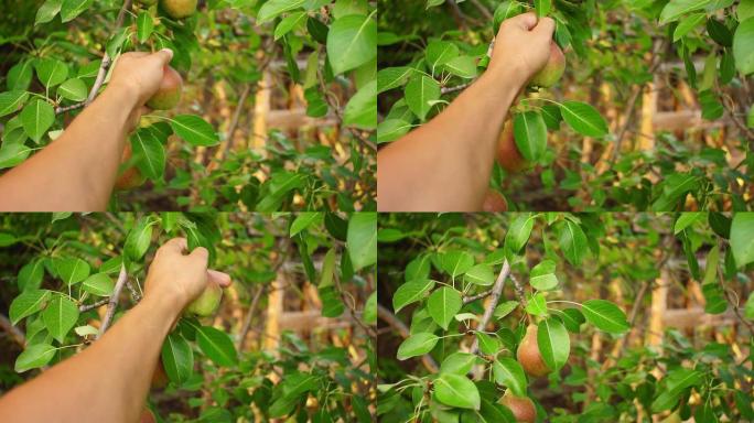 农夫的手正在收获梨。从树上采摘有机水果