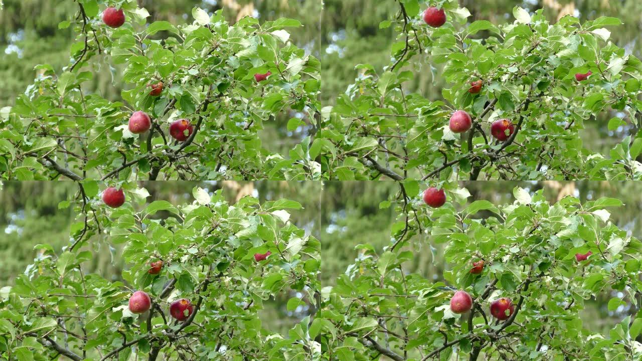 蓝鸟鸟以苹果为食，同时仍在新鲜的树上生长